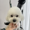 한결강아지미용실 이미지