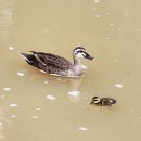 대천(춘천) 정비, 자연친화는 고사하고 흙탕물 범벅 이미지