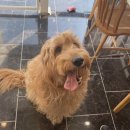 엘로이펫(L.ROYpet) 이미지