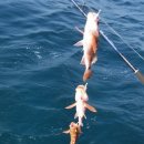 일오삼낚시 이미지