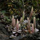 바위솔민박 이미지