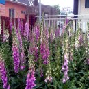 하대동312 이미지