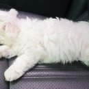 알프스동물병원 이미지