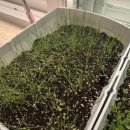 가오농장 이미지