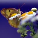 나만의 일러스트 이미지