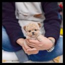 유앤미펫 강아지분양 고양이분양 용인점 이미지