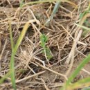 자생초농장 이미지