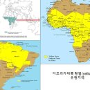 아프리카여행시 필수예방접종 황열(yellow fever)의 모든것 이미지
