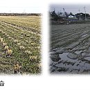 태백축산 | 대설 대비 맥류·감자·버섯·축산·초지 관리 대책