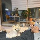 구름이 펫 미용샵 | 강아지 탈모 알로페시아 증후군 내돈내산 홈케어 후기 (완치)
