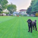 카페독스 이미지