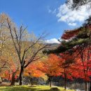 숲에 머물다 이미지