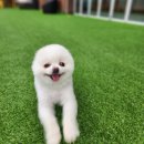 놀러오개 애견유치원 호텔 고기점 이미지