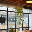 라푼젤 | 안양일번가 미용실 제오헤어 안양점 은영실장의 라푼젤클리닉 후기