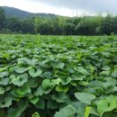 푸른솔 농장 이미지