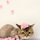 언제나고양이 | ISO 국제 펫 바디케어 자격증 수료 과정, 여행갈때 고양이 맡길곳 언제나고양이에서 믿고 맡긴 후기