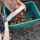 고산참송이버섯 이미지