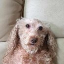 댕댕이미용 이미지