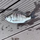 청호동 어구보수보관장 | [양양에서 한 달 살기+18] 함경면옥-낙산 방파제 낚시-수산항 낚시-양양 한우애