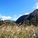 나리 신령수 이미지