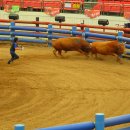 소싸움경기장 이미지