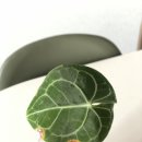페페쥬얼리