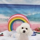 허그멍뭉이# 이미지