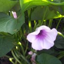 행운농장 이미지