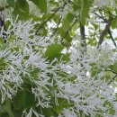 나무나무 이미지