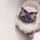 이쁜포리 이미지