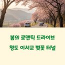 벚꽃 드라이브 어디가지? 청도 이서교 완전 강추!