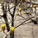 The 산수유 이미지