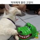 서귀포로맨스 조선대점 | 쿠(키에 미)친놈의 일상?