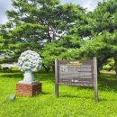 솔밭공원 | 제천가볼만한곳 시원한 소나무 그늘과 개울이 흐르는 의림지솔밭공원(26년7월)