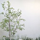 [의정부시민대학]녹양동 마을축제 기획학과 | 시공, 포토존까지!, 상업공간 연출부터 지역축제홍보존연출까지! 남양주 별내동 플랜테리어 전문가반...