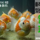 알파피쉬
