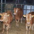 바울농장 이미지