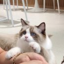 폴인캣츠 이미지