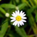 탄벌초등학교 이미지