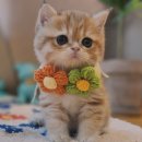 CLUB | 안성고양이분양 고민 끝 시원하게 결정했어요 Breeder Club 후기