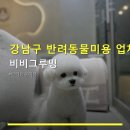 비비그루밍 | 강남구 반려동물미용 업체 비비그루밍 안내