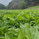 해양심층수산업고성진흥원(2층) | 안성 고삼저수지 카페 옛날에 한옥카페, 강원도 고성 곤달비 명이나물, 군자역 유황오리로스 유황오리...