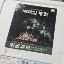 긴뿌리농장 | [온라인 마켓] 삼 맛집 *새싹삼 농장* 새싹삼 30뿌리 후기