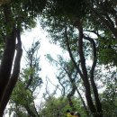 천년비자 이미지