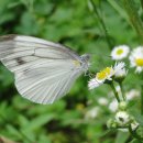 나비야 청산가자 이미지