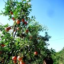 경빈농장 이미지