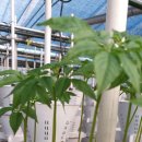 다드림푸드 이미지