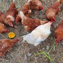 대섬알이랑 이미지