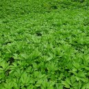 지리산정자나무펜션 이미지