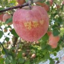 세상에서 제일맛있는 사과 이미지